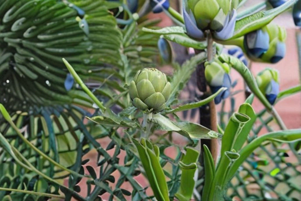 Artichoke – Green Globe 10 Seeds | Heirloom Vegetable | Large Tender Buds | Edible & Ornamental Perennial
