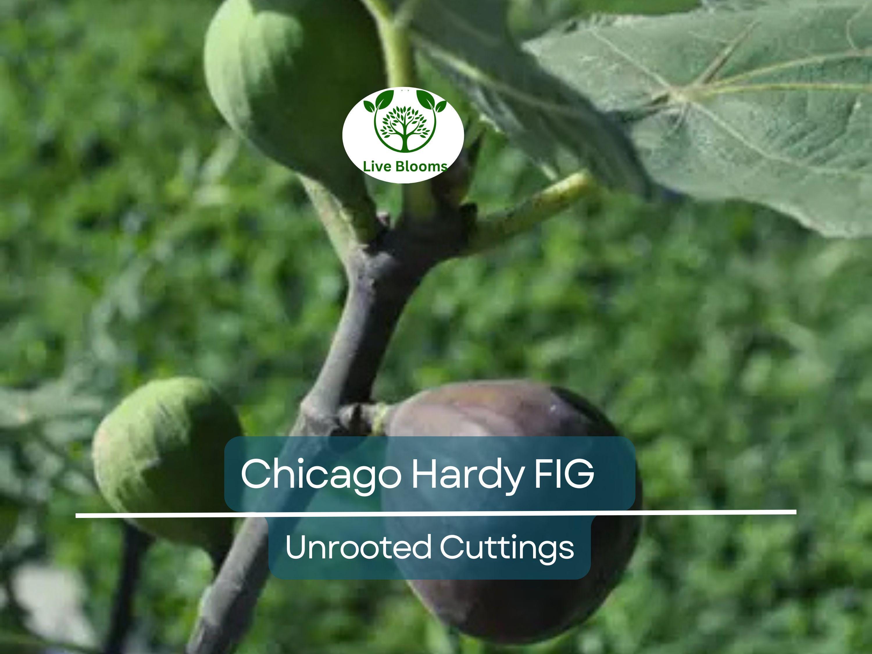 4 Chicago Hardy Fig Unrooted Cuttings/Scions 6" or Longer with 3+ Nodes - Freshly Cut, Ficus Carica, Perfect for Propagation & Planting