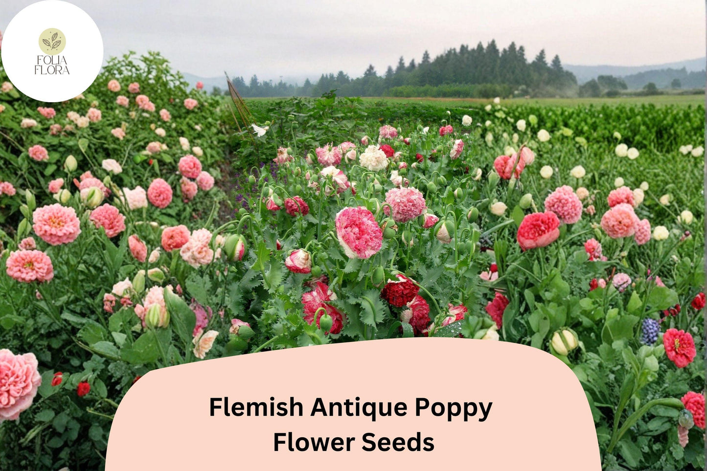200+ Flemish Antique Poppy Seeds for Garden Planting – Frilled Cream & Red Blooms, Easy to Grow Flowers