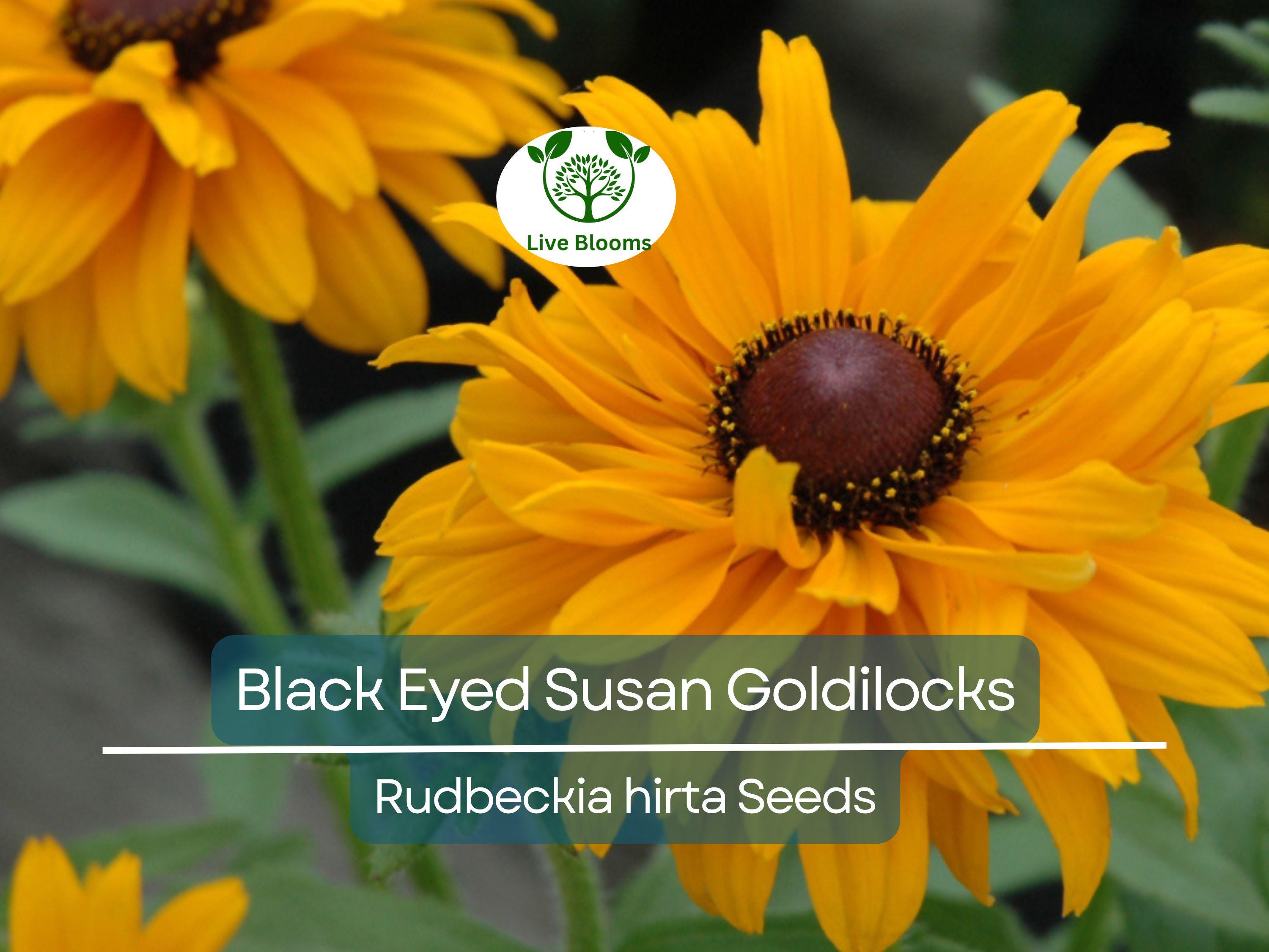 100 Seeds Black Eyed Susan Goldilocks Rudbeckia Double Blooms - Rare, Non-GMO, Perennial, Vibrant Flowers, Pollinator-Friendly