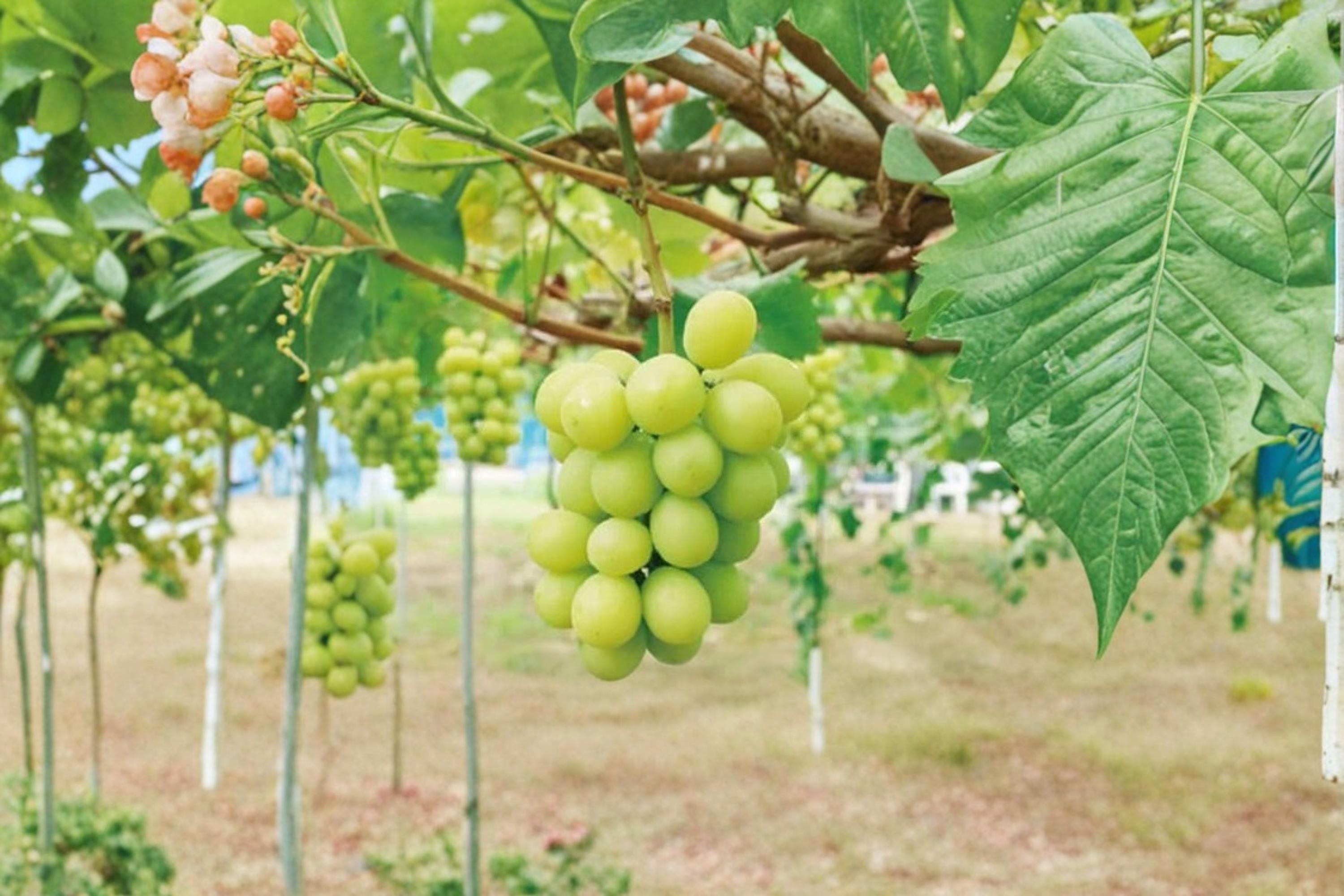Shine Muscat Grape 1 Plant 1-2 ft (Vitis vinifera Shine Muscat) Live Grape Vine