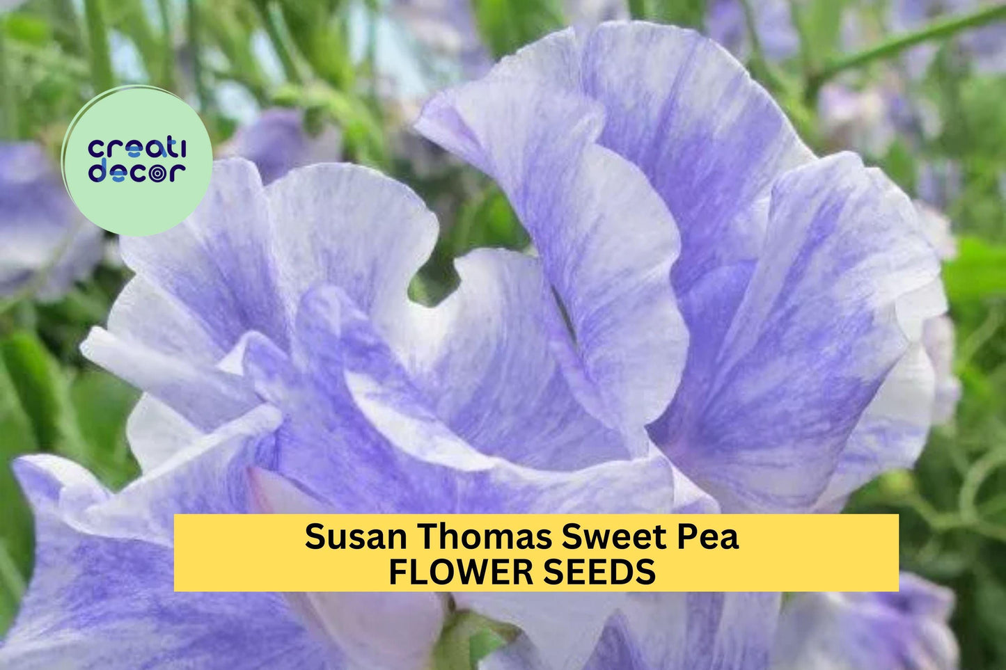 50+ Susan Thomas Sweet Pea Seeds – Fragrant Deep Pink Blooms for Garden Planting, Climbing Vines for Trellises & Bouquets – USA