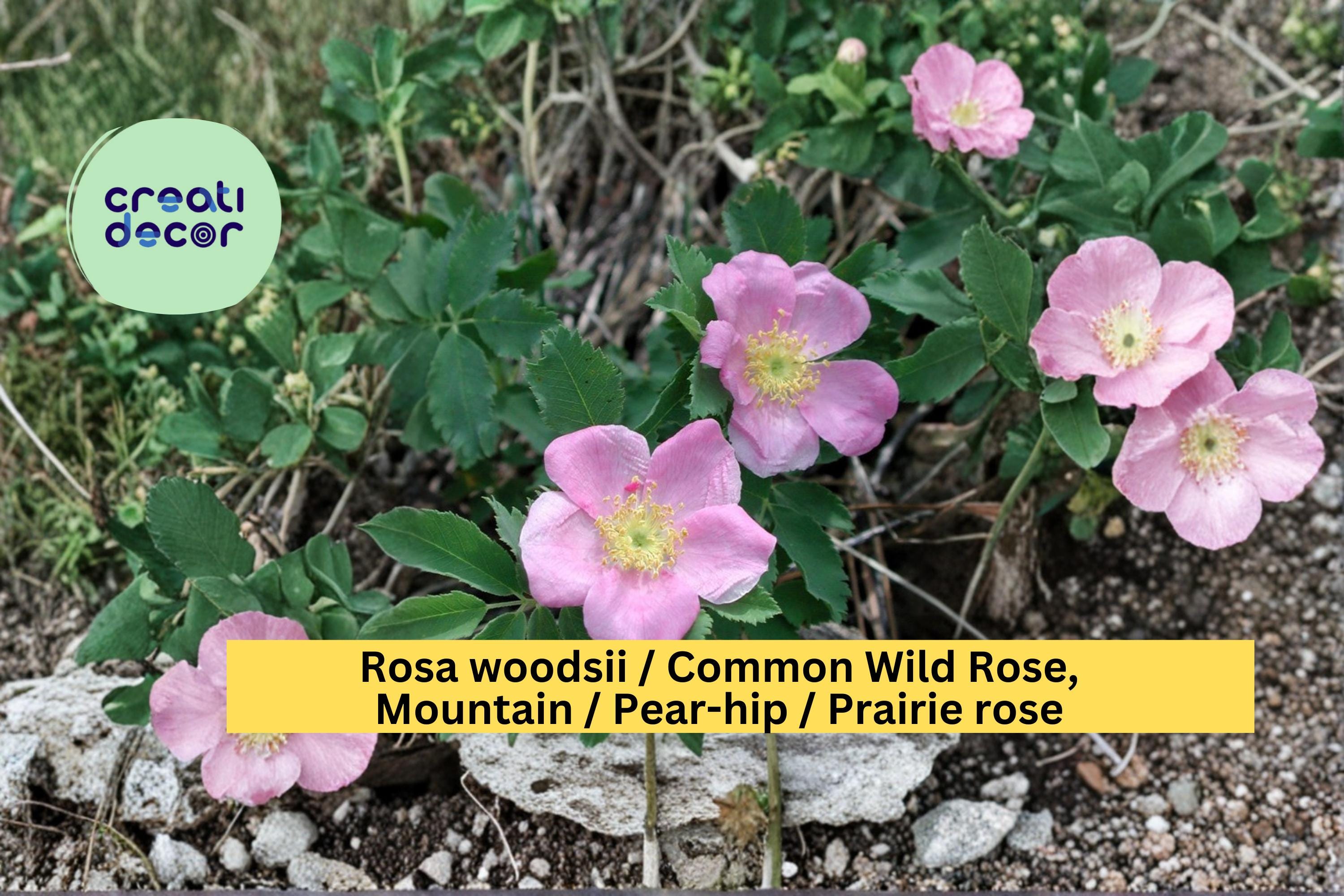Rosa woodsii Seeds Common Wild Rose Prairie Rose Native Pink Flower Shrub Seeds 25 Count