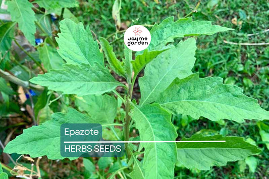 300 Epazote Seeds | Chenopodium Ambrosioides | Mexican Herb, Non-GMO, Culinary & Medicinal