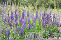 Lupine – Perennial Blue 25 Seeds | Classic Blue Flower Spikes | Hardy Perennial | Pollinator Favorite