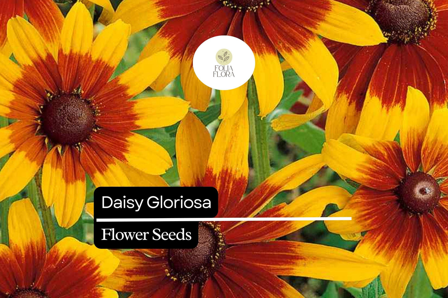 1000 Seeds Daisy Gloriosa, Rudbeckia Hirta, Bright Yellow-Orange Perennial Wildflowers