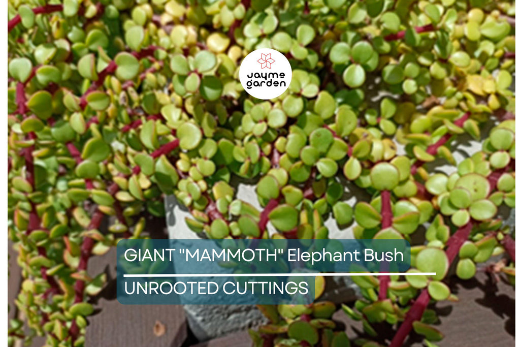 2 Giant Mammoth Elephant Bush Cuttings - Portulacaria Afra Macrophylla - 4-6” Tall, Rare, Large-Leaf Succulent