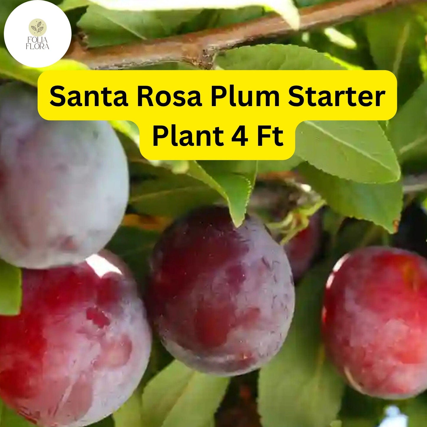 1 Santa Rosa Plum Tree (Prunus salicina) - 4ft Tall Live Fruit Tree Ready to Plant