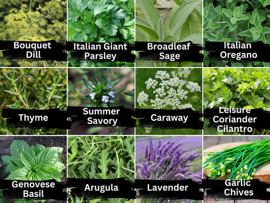 12 Herb Seeds Variety - Heirloom Basil, Thyme, Parsley, Sage, Oregano, Lavender, Caraway, Chives, Summer Savory, Cilantro, Dill, Arugula