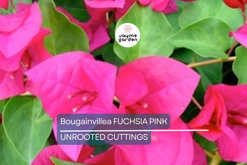 Bougainvillea Fuchsia Pink – 7 Live 6" Unrooted Cuttings, Vibrant Flowering Vine for Garden