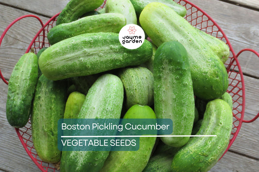 75 Boston Pickling Cucumber Seeds – Heirloom, Non-GMO, Perfect for Pickling, USA Seller