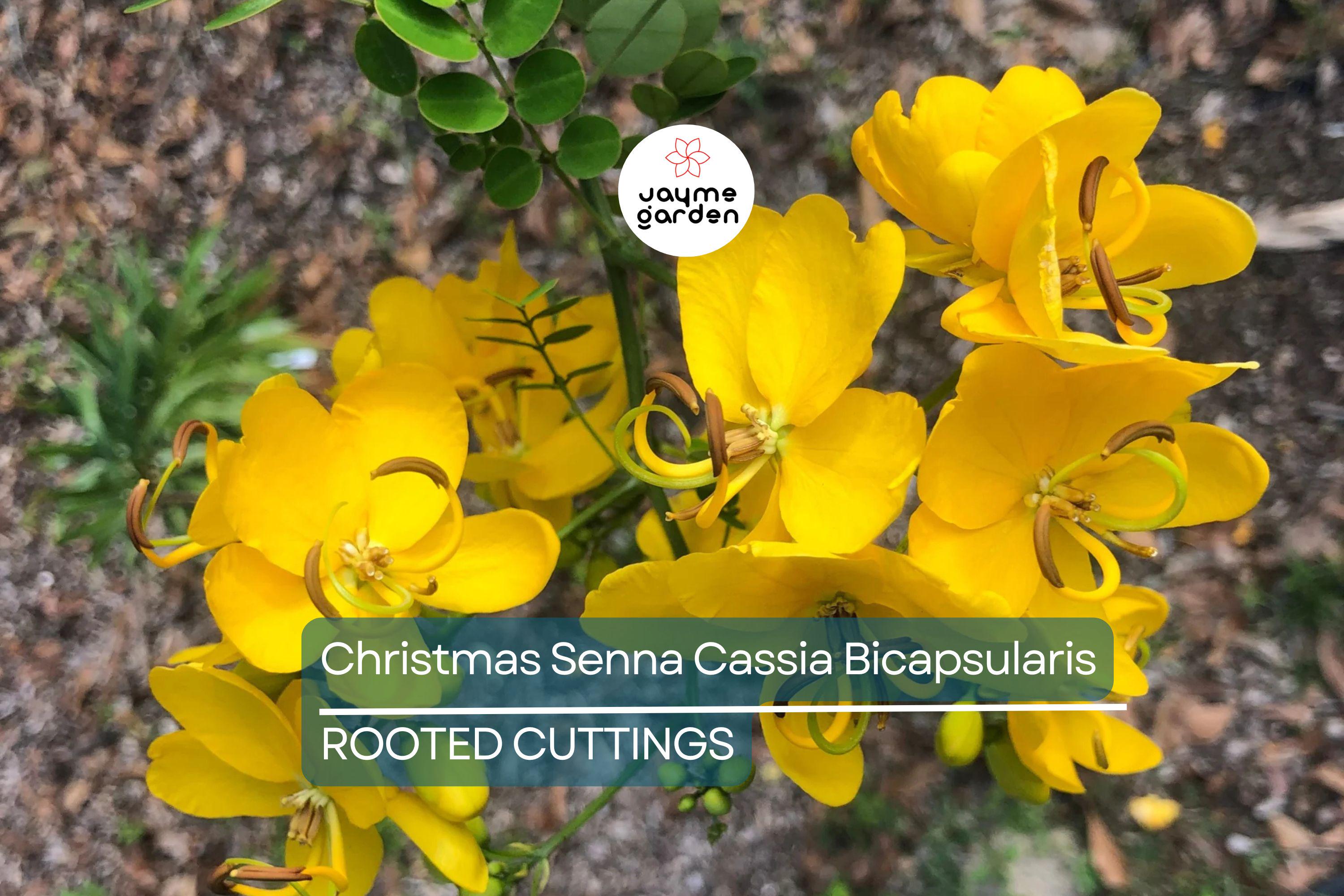 1 Christmas Senna Rooted Plant - Cassia Bicapsularis - Cream Flowers, Butterfly Host, Winter Blooming, 10-20” Tall