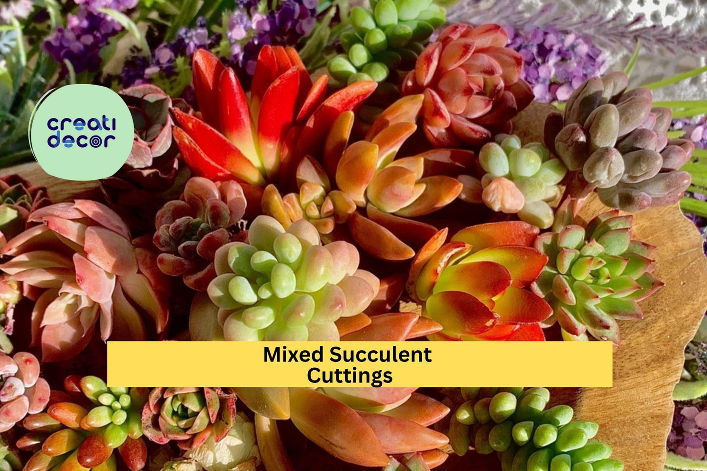 Succulent Cuttings (12 Pack) – Green Live Varieties 0.5–1.5” – Imported Mix for DIY Terrariums, Gifts & Garden Projects