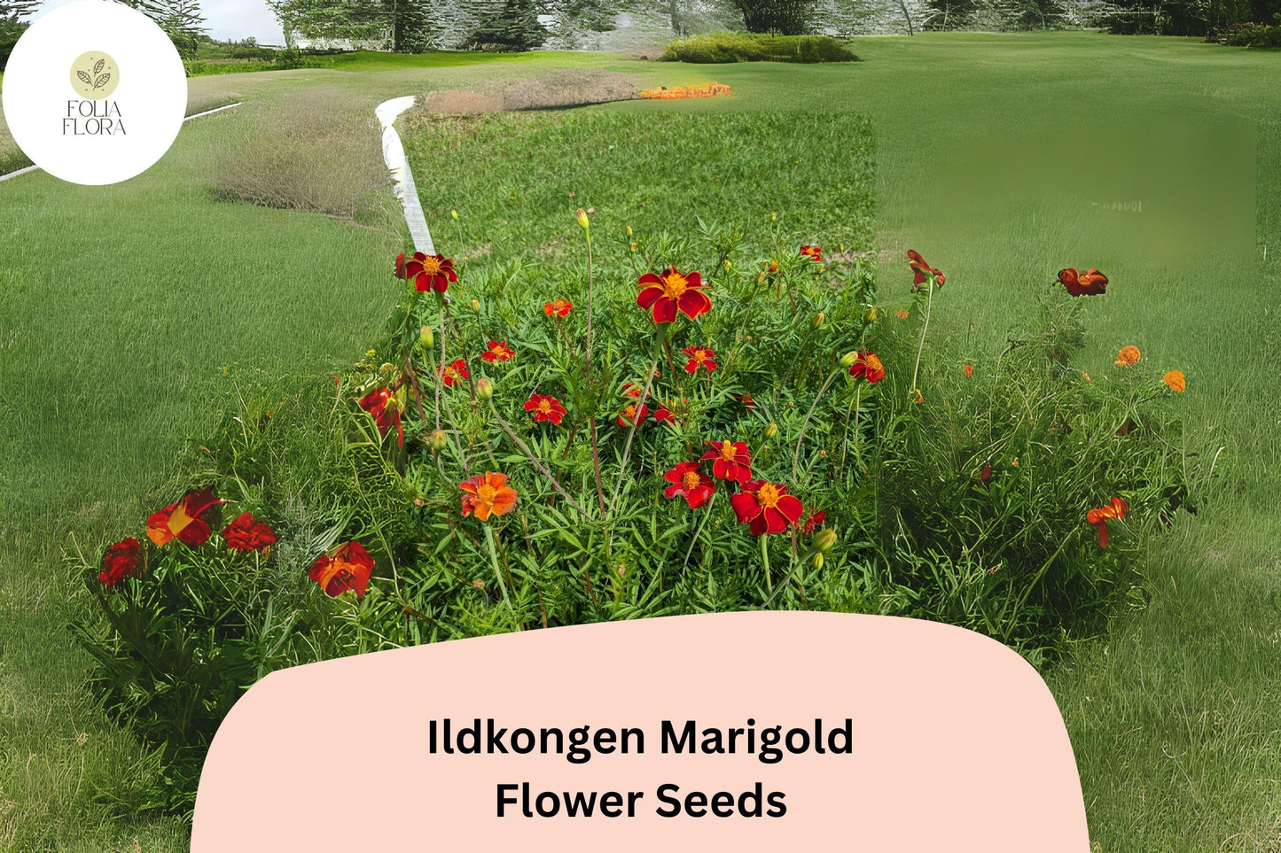 25+ Ildkongen Marigold Seeds | Tagetes patula | Striking Red-Orange French Marigold | Easy Annual Flowers for Garden Planting