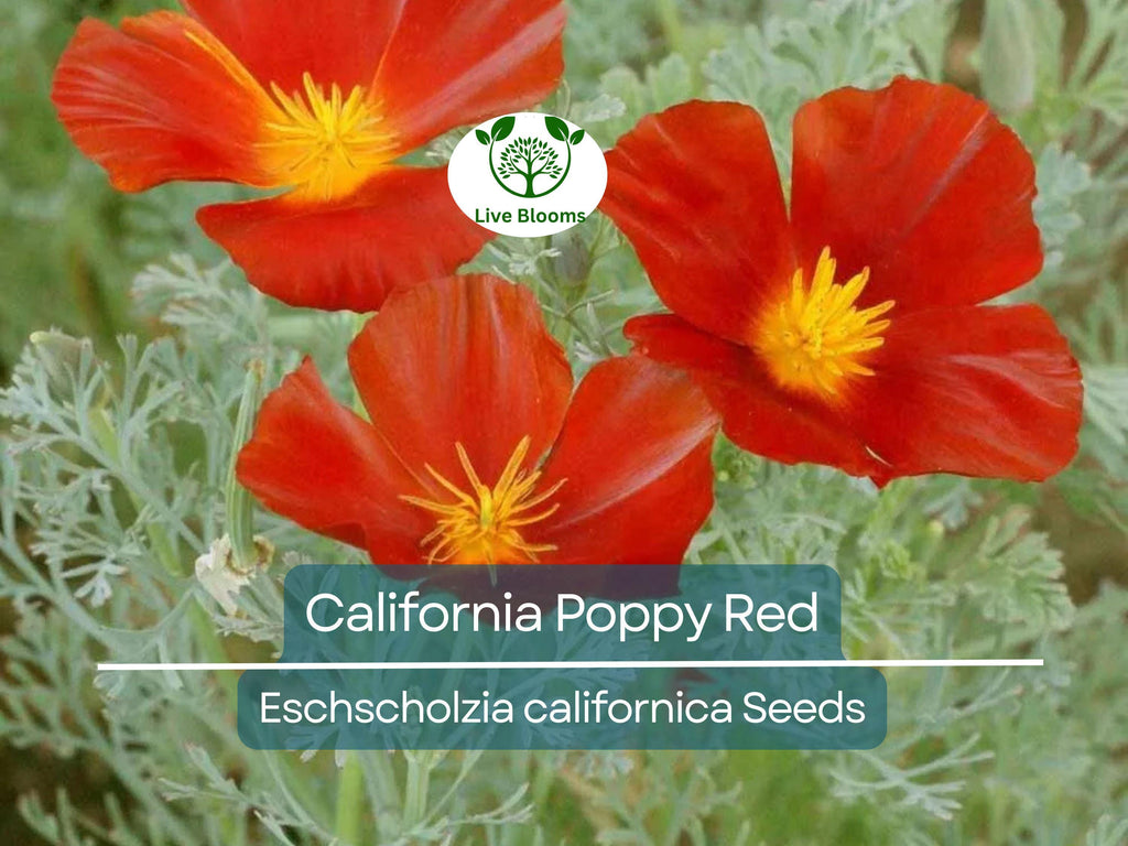 1000 California Poppy Seeds - Red Chief Eschscholzia californica | Non-GMO, Pollinator Friendly, Wildflower, Drought Tolerant