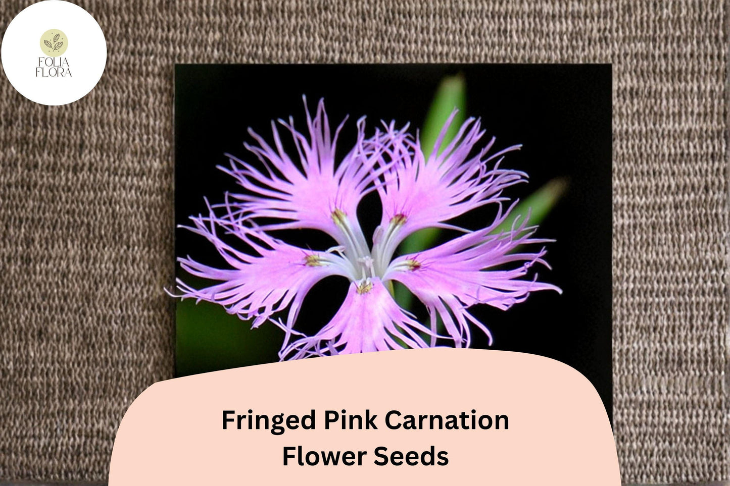 200+ Fringed Pink Carnation Seeds: Frilly Pink Blooms, Hardy Perennial Garden Flowers