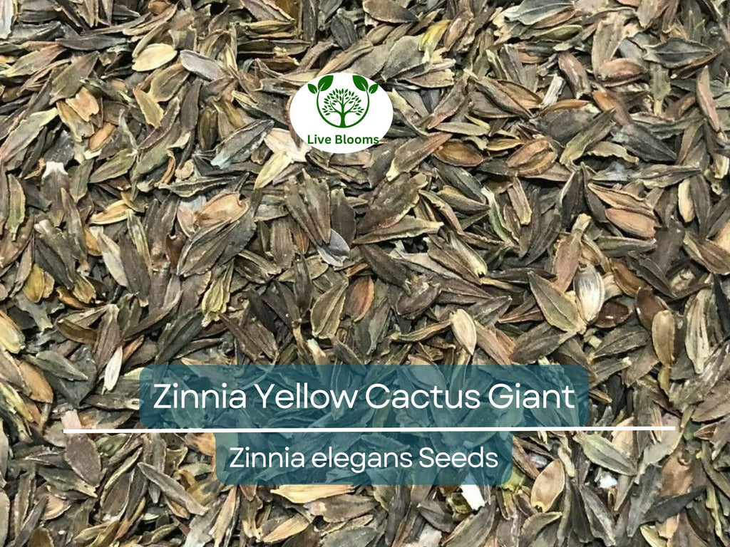 100 Zinnia elegans Yellow Cactus Giant Seeds - Huge Blooms, Non-GMO, Heirloom, Cut Flower Garden, Easy to Grow Annual