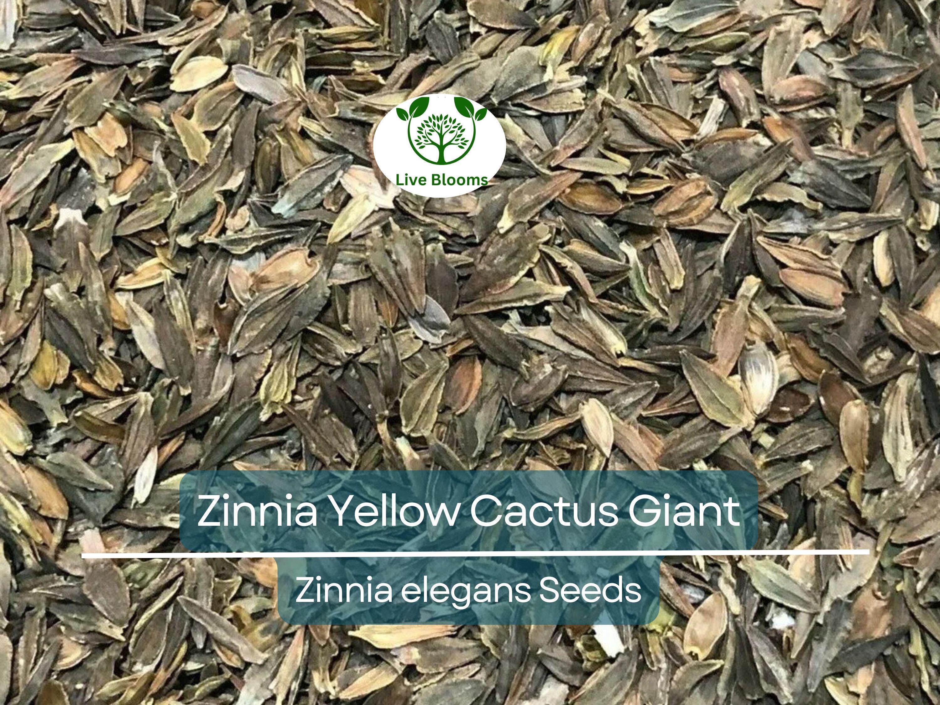 100 Zinnia elegans Yellow Cactus Giant Seeds - Huge Blooms, Non-GMO, Heirloom, Cut Flower Garden, Easy to Grow Annual
