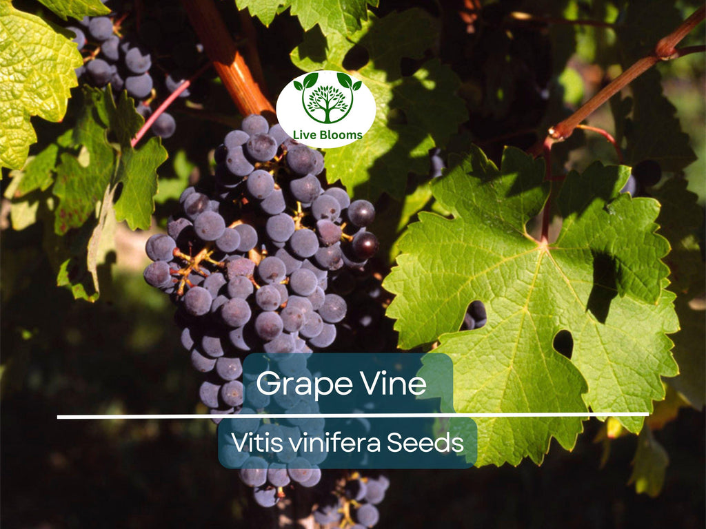 30 Grape Vine Seeds (Vitis vinifera) | Wine Grape Seeds for Planting | Grow Your Own Grapes, Perfect for Vineyards & Home Gardens