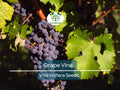 30 Grape Vine Seeds (Vitis vinifera) | Wine Grape Seeds for Planting | Grow Your Own Grapes, Perfect for Vineyards & Home Gardens