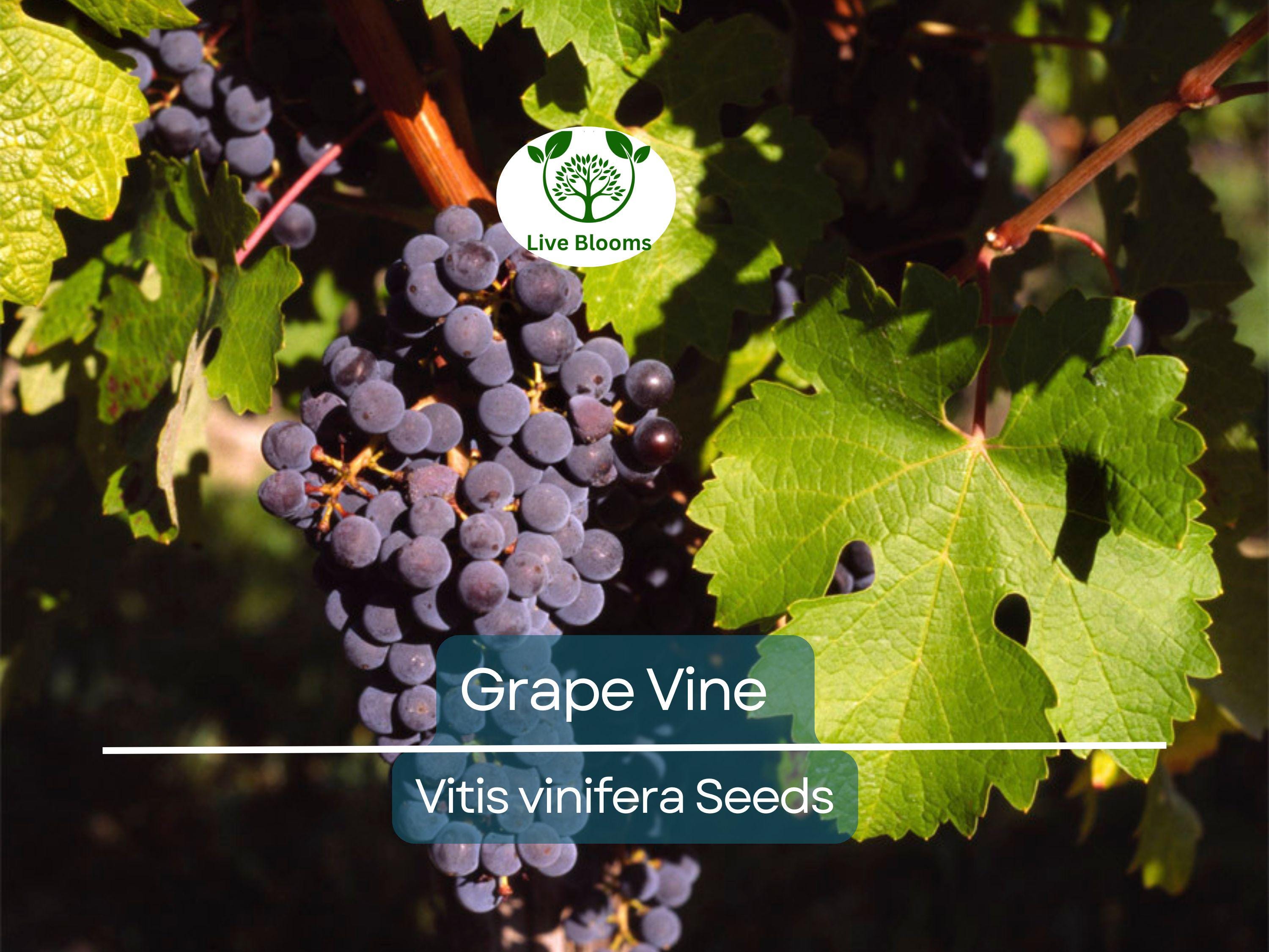 30 Grape Vine Seeds (Vitis vinifera) | Wine Grape Seeds for Planting | Grow Your Own Grapes, Perfect for Vineyards & Home Gardens