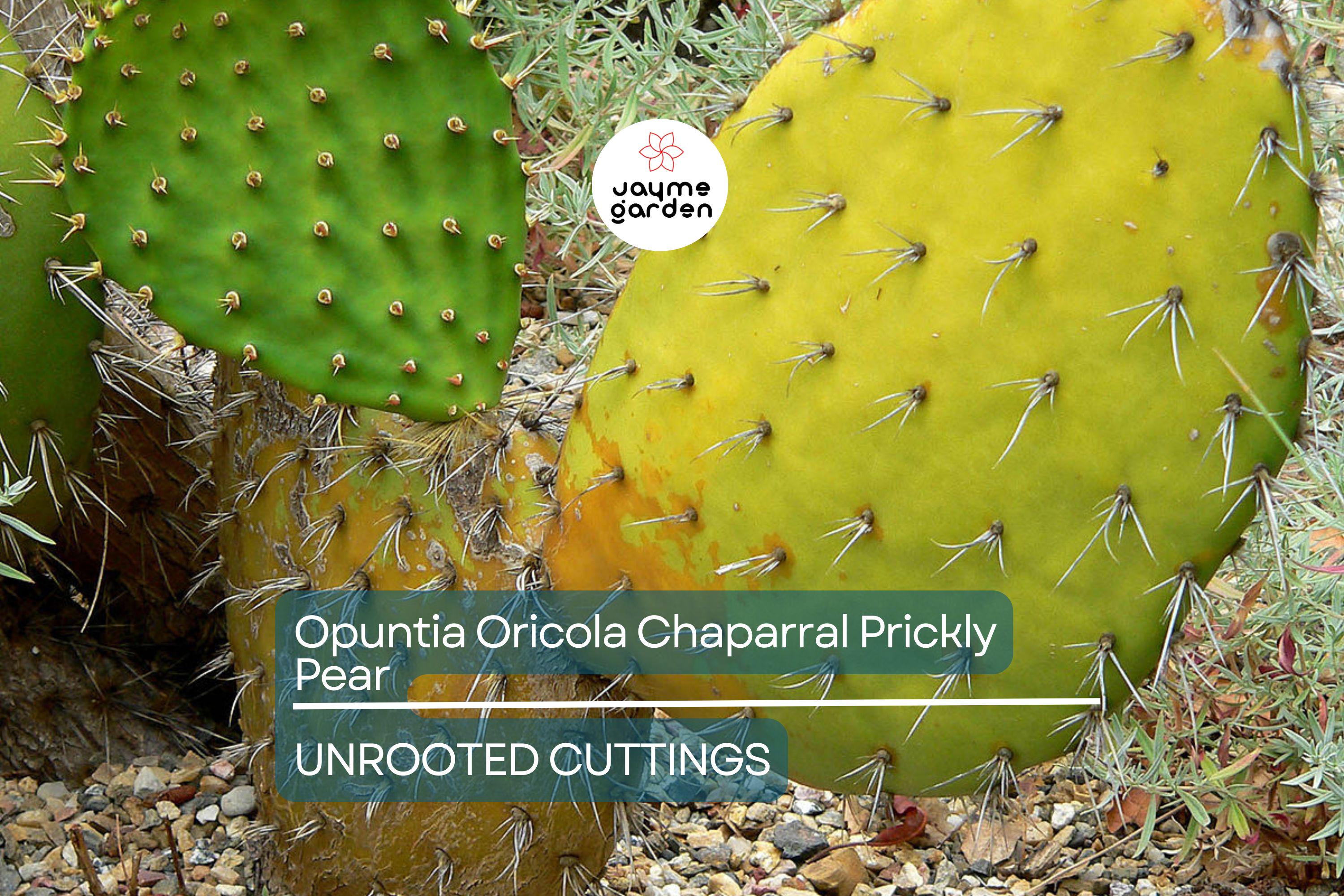 Opuntia Oricola Chaparral Prickly Pear Cactus Pad Cutting (1) | 5-7" Tall | Coastal Los Angeles Origin | Easy to Root