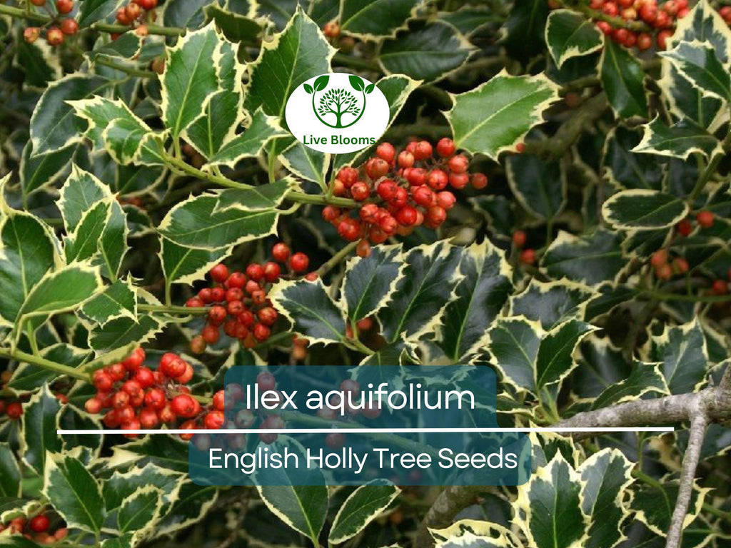 10 Seeds Ilex Aquifolium – English Holly for Planting | Evergreen Shrub for Privacy, Hedges, and Wildlife Gardens