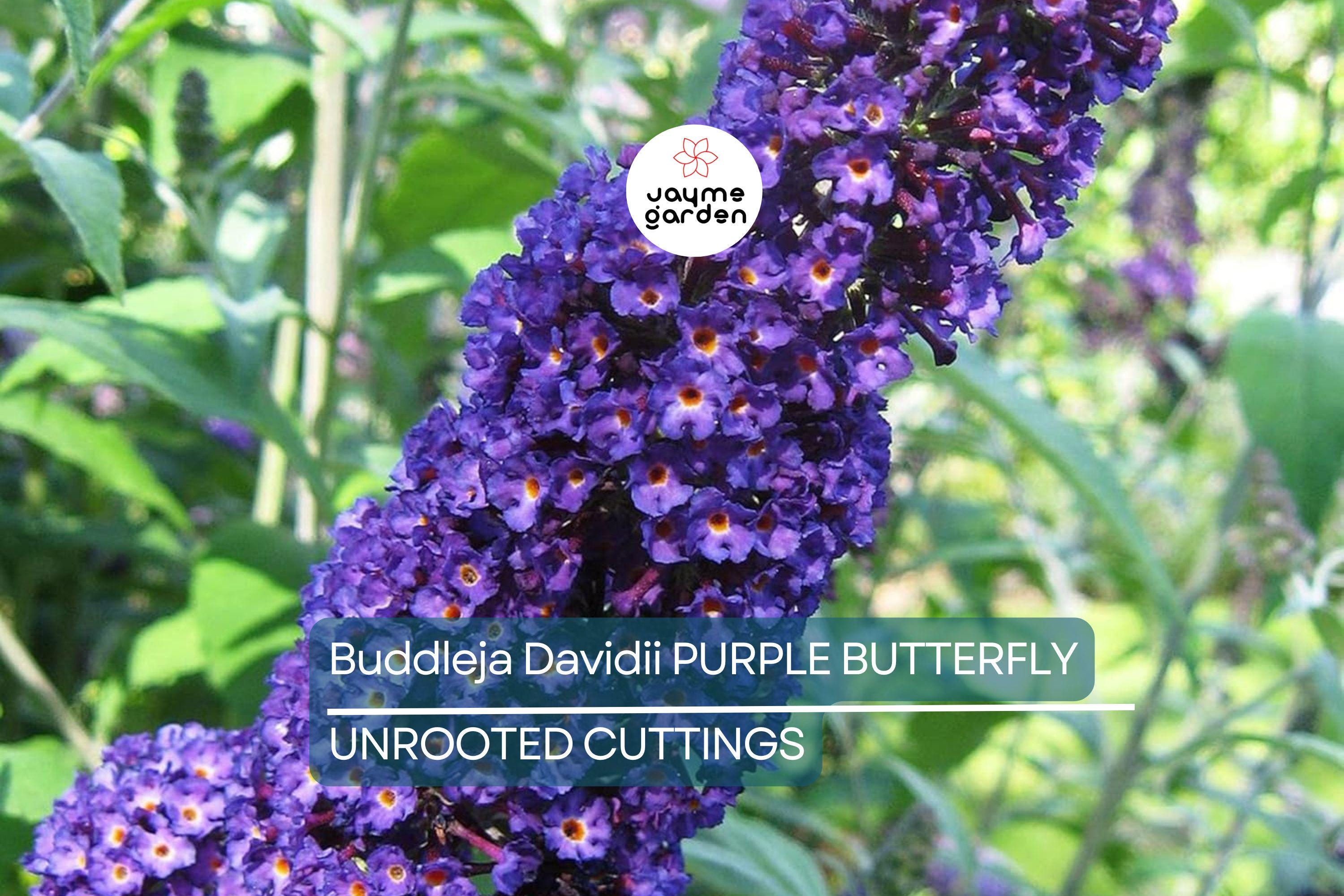Purple Butterfly Bush Cuttings - 7 Unrooted 6" Live Plants, Fast-Growing, Flowering Shrub for Outdoor Gardens, USDA Zones 5-9