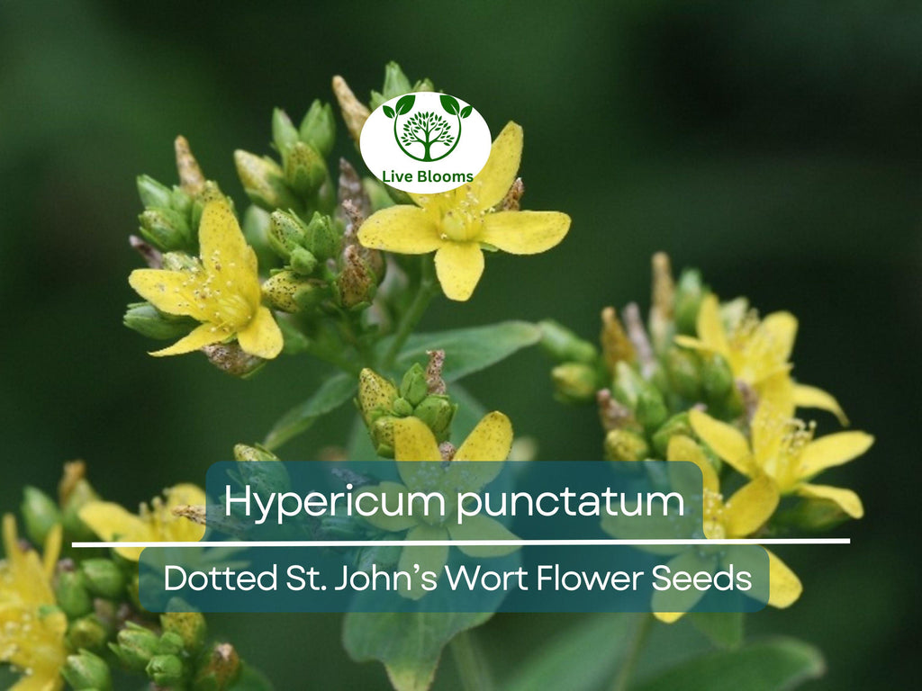 50 mg Seeds Hypericum punctatum (Dotted St. John's Wort) for Planting | Pollinator-Friendly Wildflower