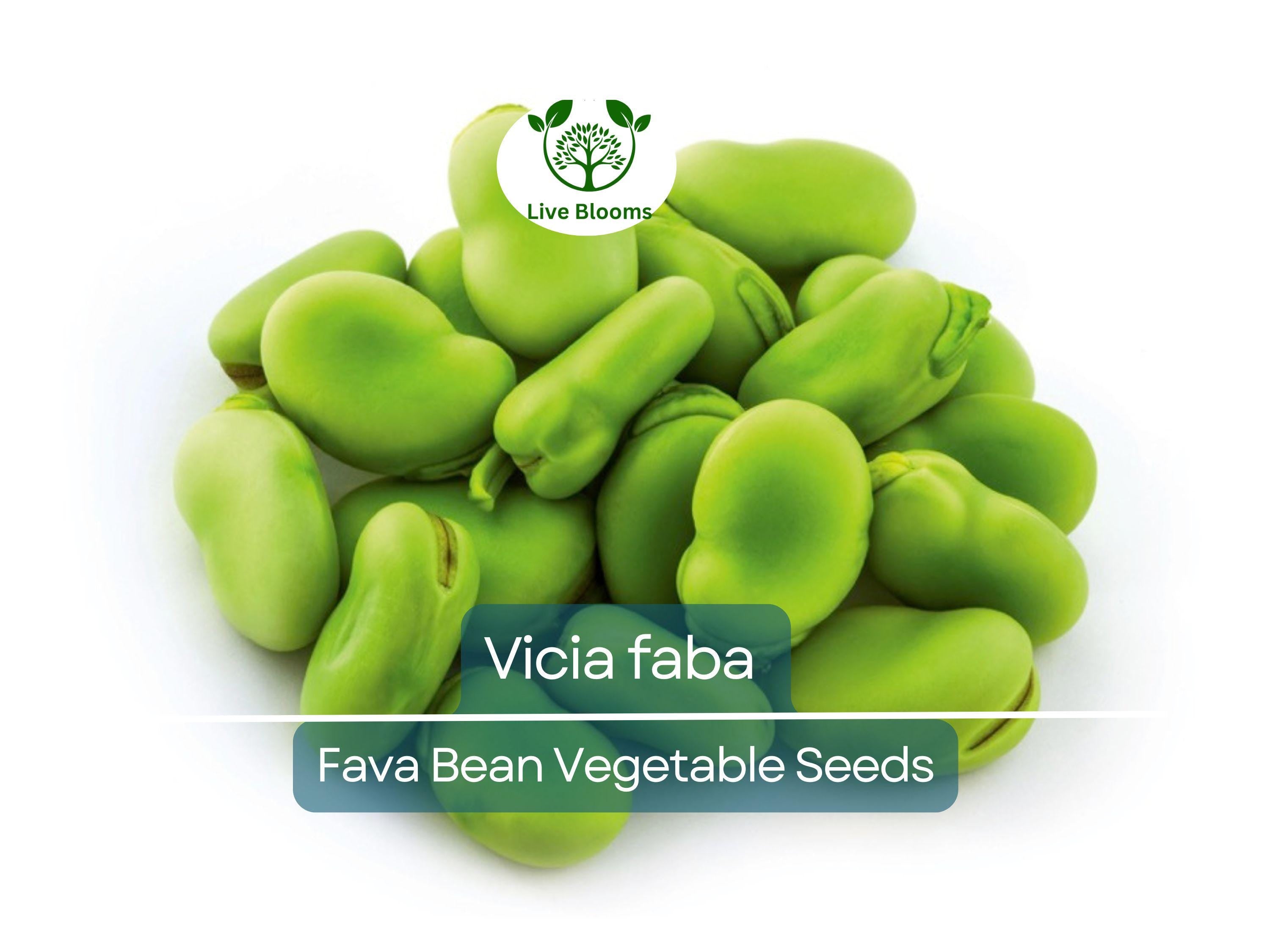 5 Seeds Fava Bean - Vicia faba | Heirloom Bean for Planting, Gardening & Culinary Use | Nutrient-Rich, Versatile Legume