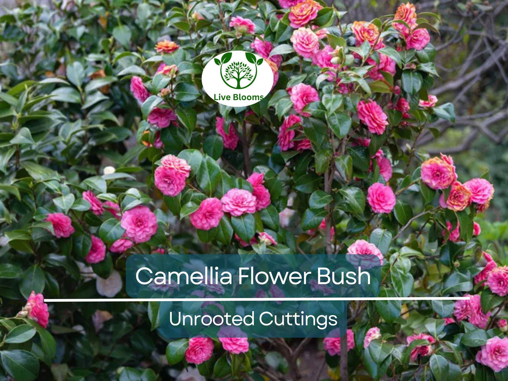 5 Fresh Unrooted Cuttings of Camellia Flowering Shrubs (Camellia japonica) 6-8 Inches – Hardy, Beautiful Blooms for Propagation