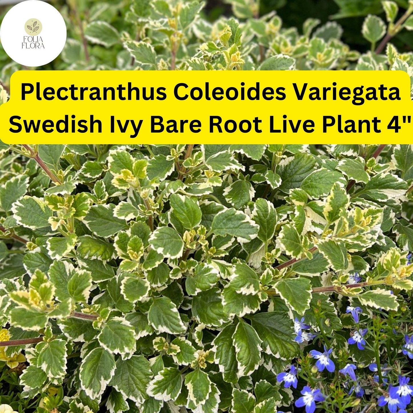 Plectranthus coleoides ‘Variegata’ | 1 Bare Root 4" Live Swedish Ivy Plant | Fragrant, Trailing, Easy-Care, Variegated Foliage