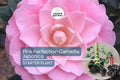 1 Pink Perfection Camellia Japonica | Live Starter Plant | Pale Pink Double Blooms | Evergreen Shrub for Shade Gardens | Zones 7b-10