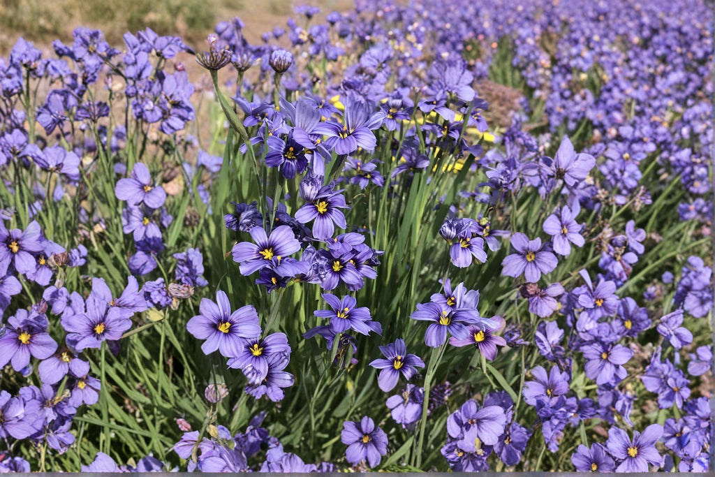 Western Blue-Eyed Grass – Sisyrinchium bellum, Native Perennial Wildflower | Grass-Like Foliage (100 Seeds)