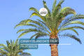 10 Canary Island Date Palm Seeds (Phoenix Canariensis) - Hardy Tropical Palm, 65 Ft Mature Height