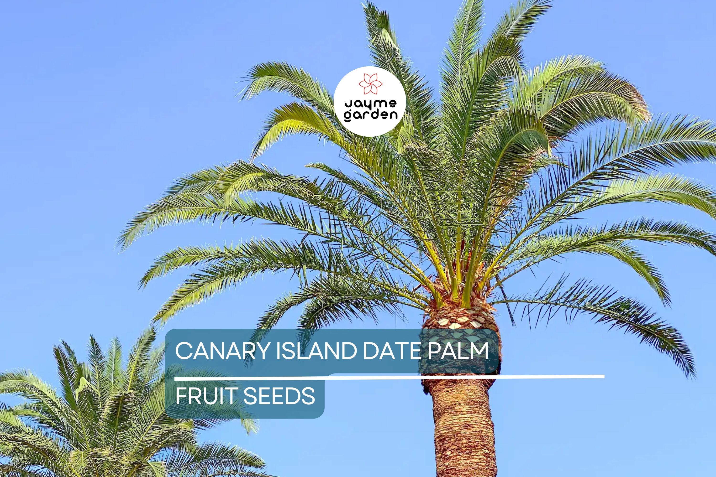 10 Canary Island Date Palm Seeds (Phoenix Canariensis) - Hardy Tropical Palm, 65 Ft Mature Height