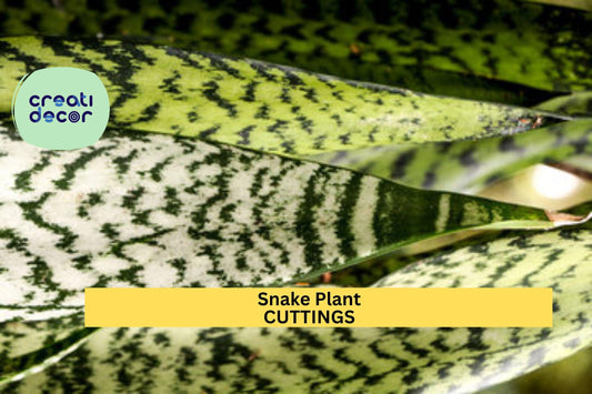 9 Snake Plant Leaf Cuttings | Sansevieria Starter Pack | Hawaii Grown Organic Houseplant | Easy to Root Indoor Foliage