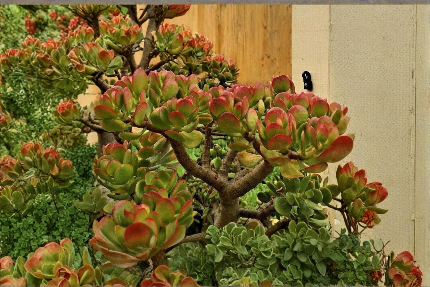 Jade Plant 2 Cuttings 3-5" (Crassula ovata) Unrooted Succulent