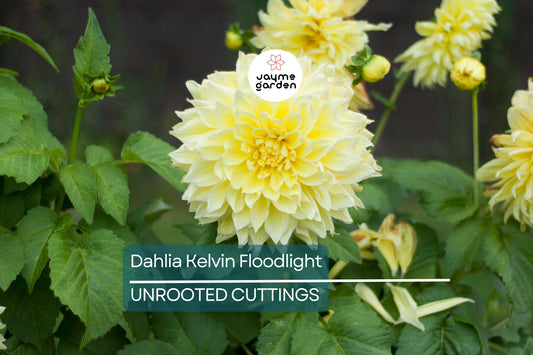 Dahlia Kelvin Floodlight 36-48" Live Flower Bulb Tuber | Yellow Dinnerplate Dahlia | Large 12" Blooms