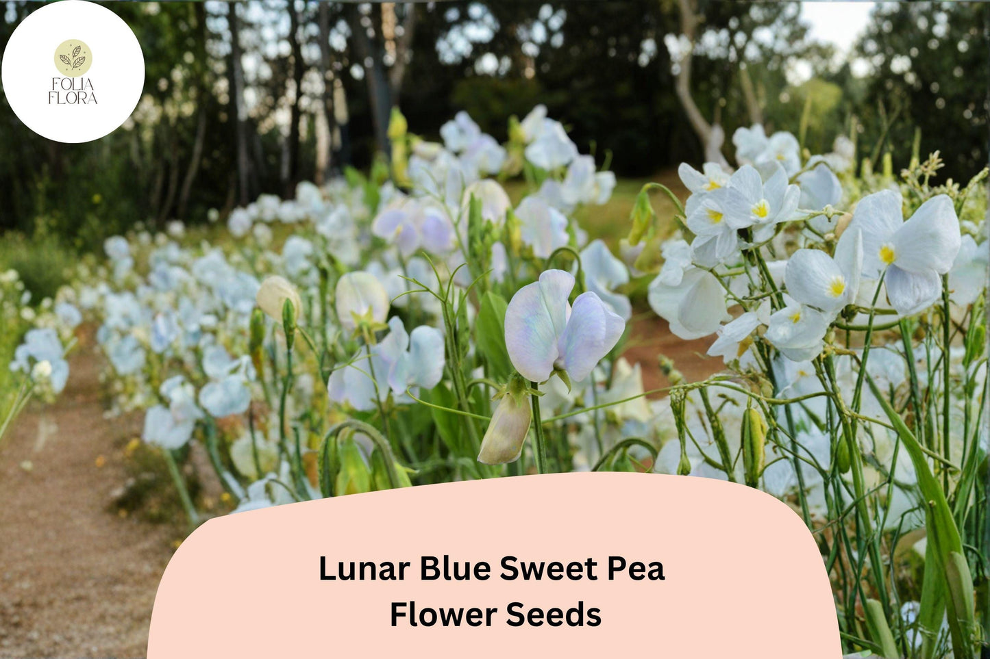 Lunar Blue Sweet Pea Seeds | Lathyrus odoratus Vine Blue Flowers Garden Planting (50+ Seeds)