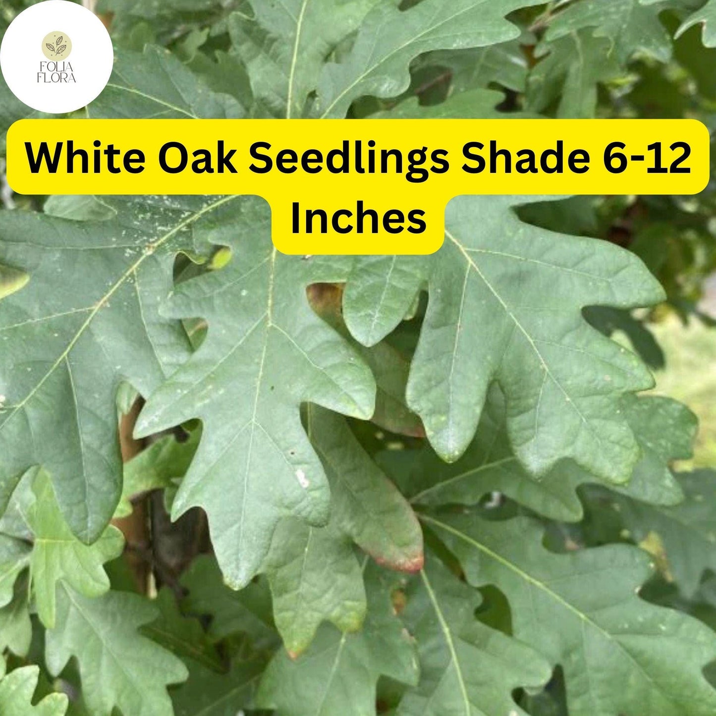 5 White Oak Trees, Quercus alba, Live Plants, Bare Root Seedlings, Shade Trees 6-12 Inches Tall