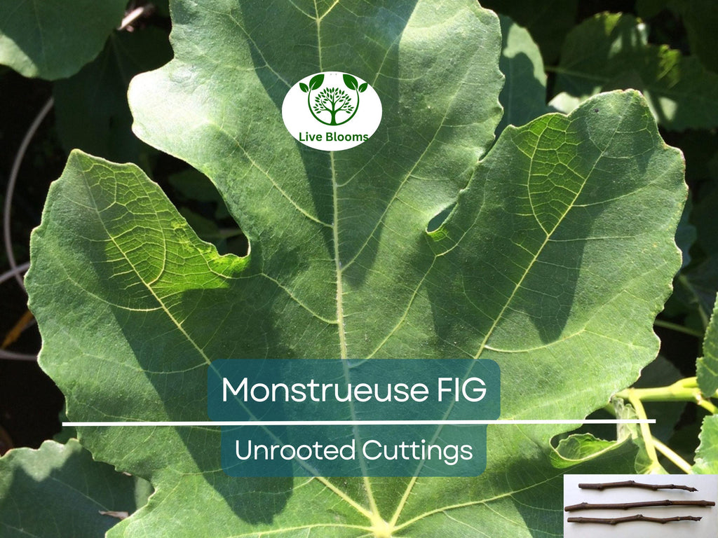3x 'Monstrueuse' Fig Unrooted Cuttings 5-6" | Ficus carica | Large Fig Variety | Delicious Sweet Fruit, Easy Rooting for Gardeners