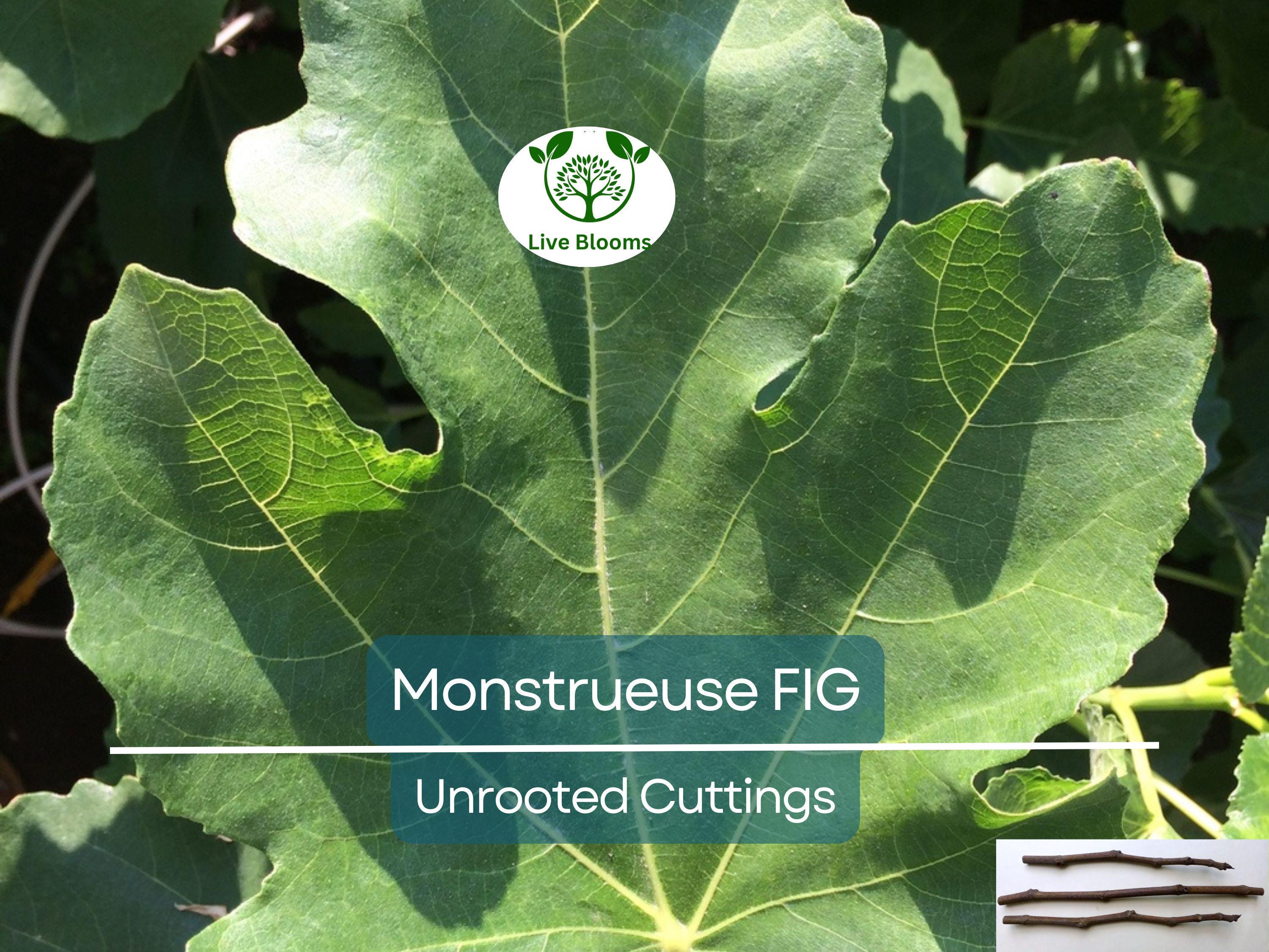 3x 'Monstrueuse' Fig Unrooted Cuttings 5-6" | Ficus carica | Large Fig Variety | Delicious Sweet Fruit, Easy Rooting for Gardeners