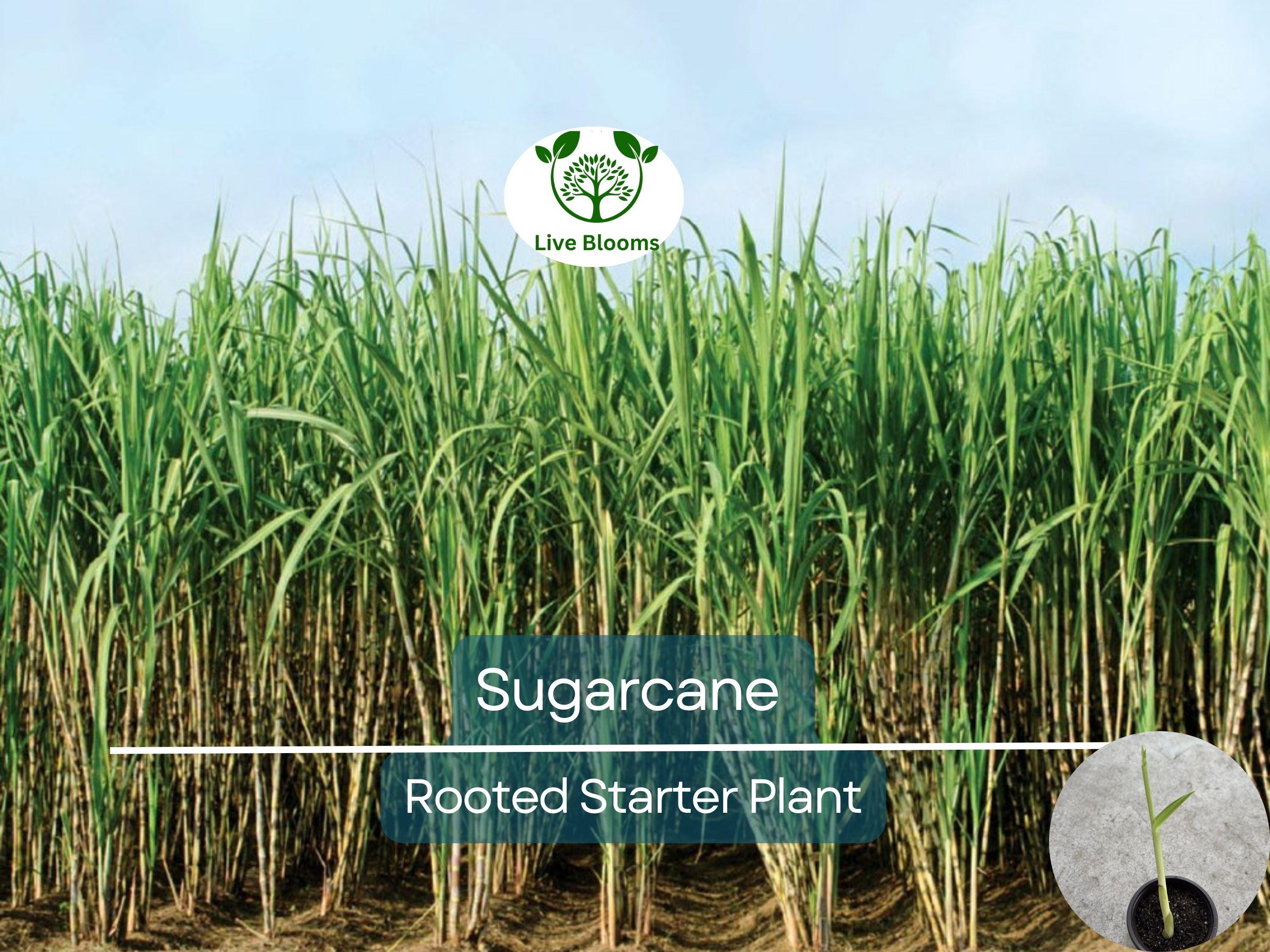 1 Rooted Sugarcane Plant 8" - Sweet Juicy Cutting, Ready to Plant, Saccharum officinarum, Perfect for Garden, Fresh Sugarcane, Easy to Grow