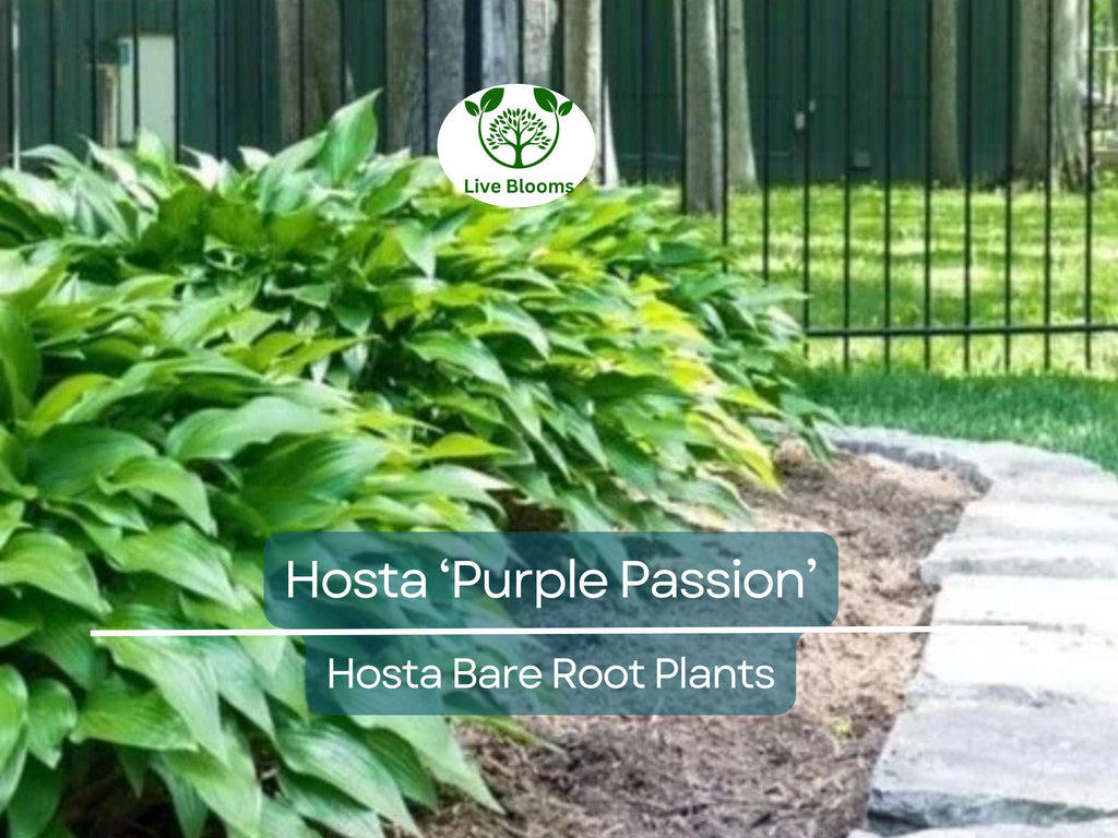 7 Live Hosta Plants – Bare Root “Purple Passion” Variety – Shade Perennial with Green Foliage – Easy to Grow & Hardy