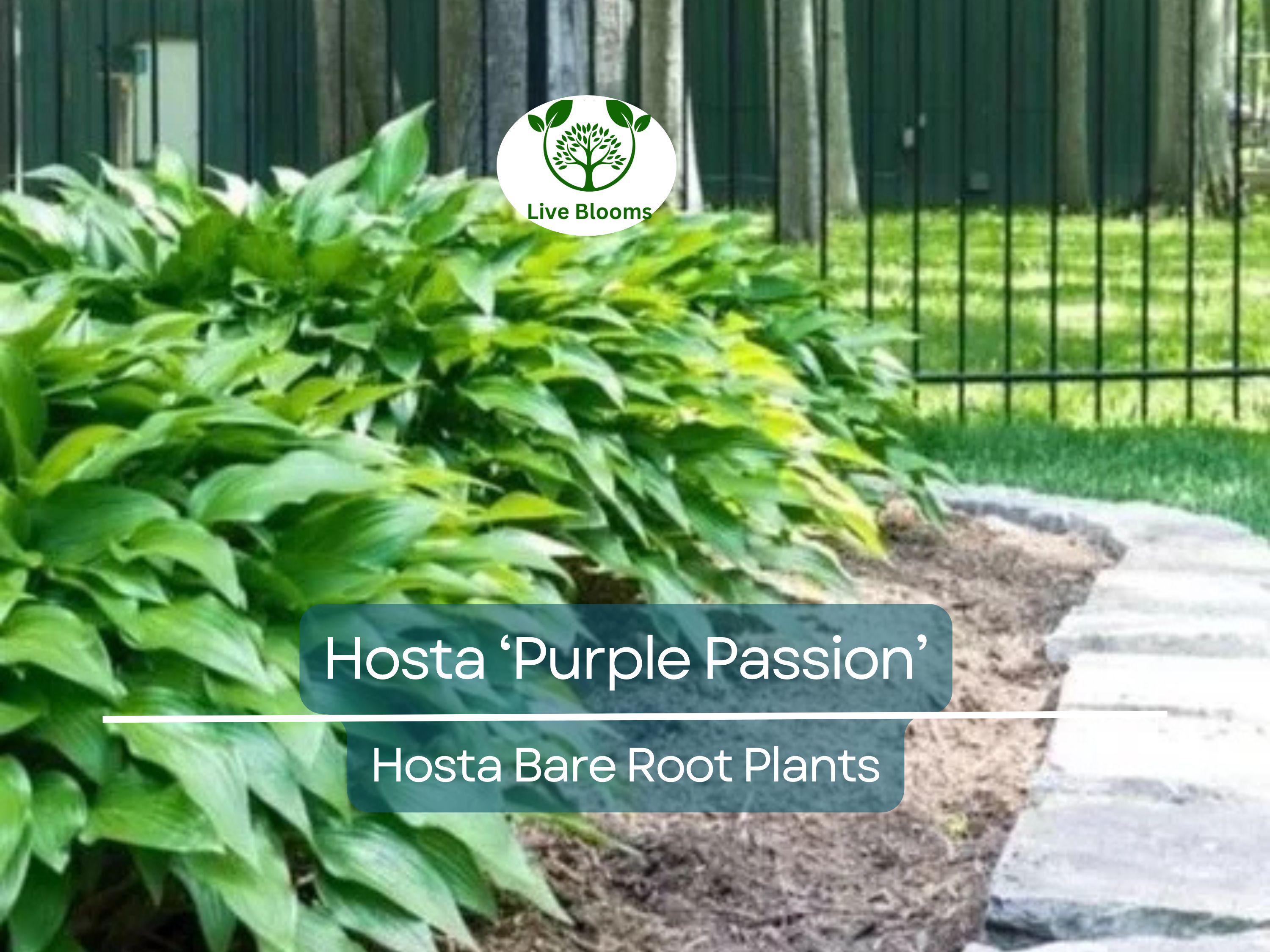 7 Live Hosta Plants – Bare Root “Purple Passion” Variety – Shade Perennial with Green Foliage – Easy to Grow & Hardy