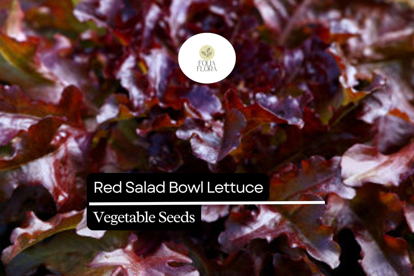 1000 Red Salad Bowl Lettuce Seeds – Lactuca sativa – Heirloom Leaf Lettuce, Deep Red Leaves, Fast-Growing, Non-GMO, Tender & Crisp