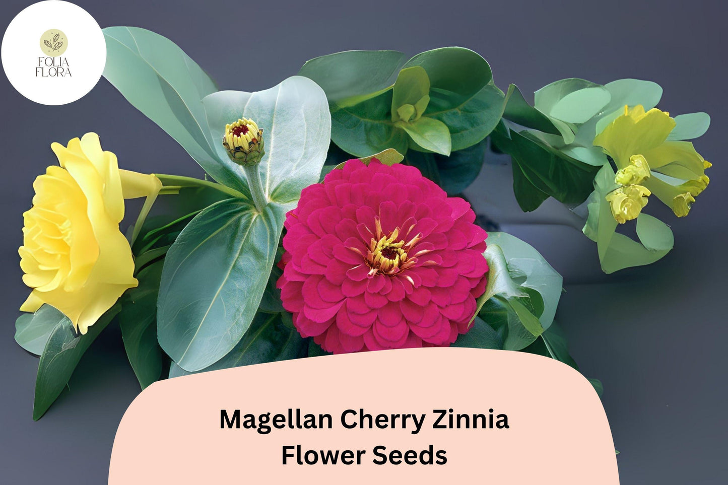 100+ Magellan Cherry Zinnia Seeds | Vibrant Pink Cherry Blooms | Compact Garden Annual Flowers, Easy Grow, Cut Flower Variety
