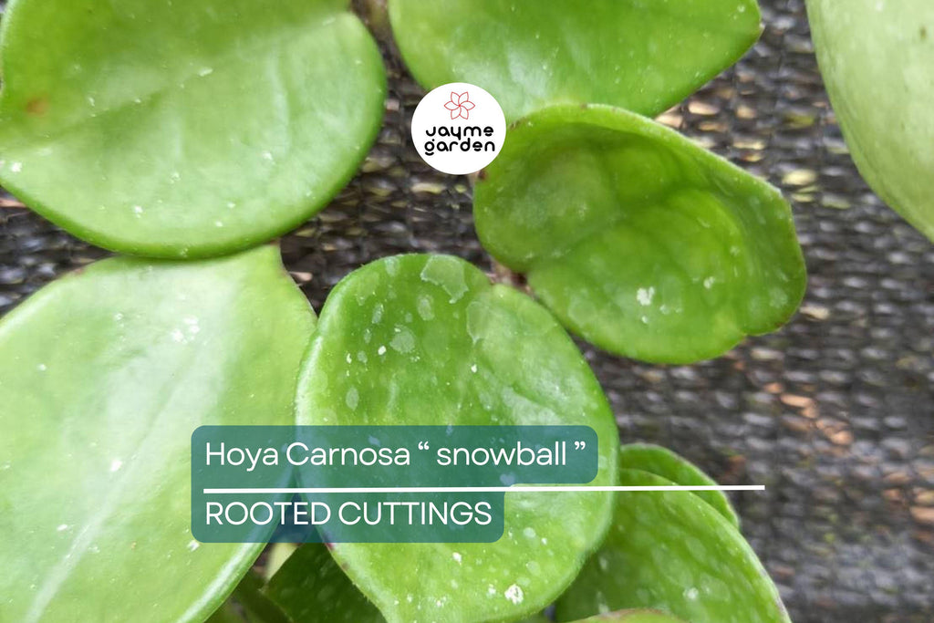 Hoya Carnosa ‘Snow Ball’ Well-Rooted Cutting 4 Inch Pot | Starter Live Plant | Easy to Grow | Fragrant Wax Flowers | Houseplant Gift