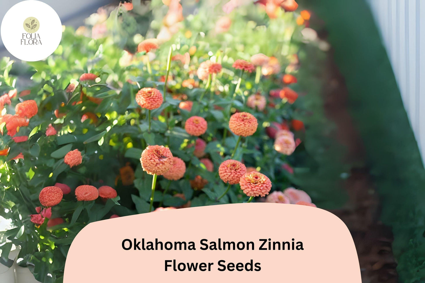 100+ Oklahoma Salmon Zinnia Seeds – Soft Pink-Orange Blooms for Cut Flowers & Summer Gardens